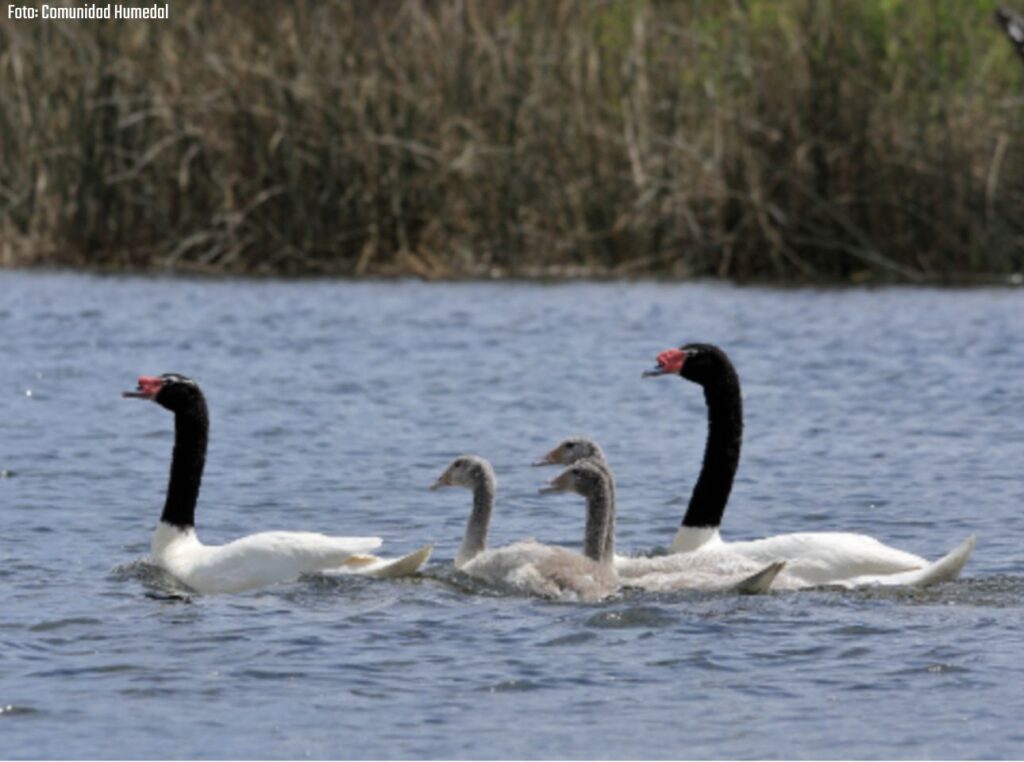El despertar de los cisnes