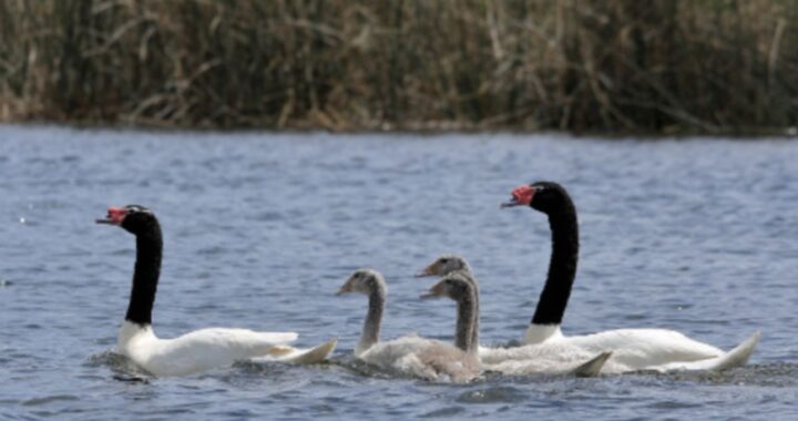 El despertar de los cisnes